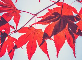 autumn-leaves-against-a-blue-sky-photo-andrew-small