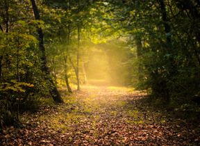 autumn-leaves-covering-a-country-lane