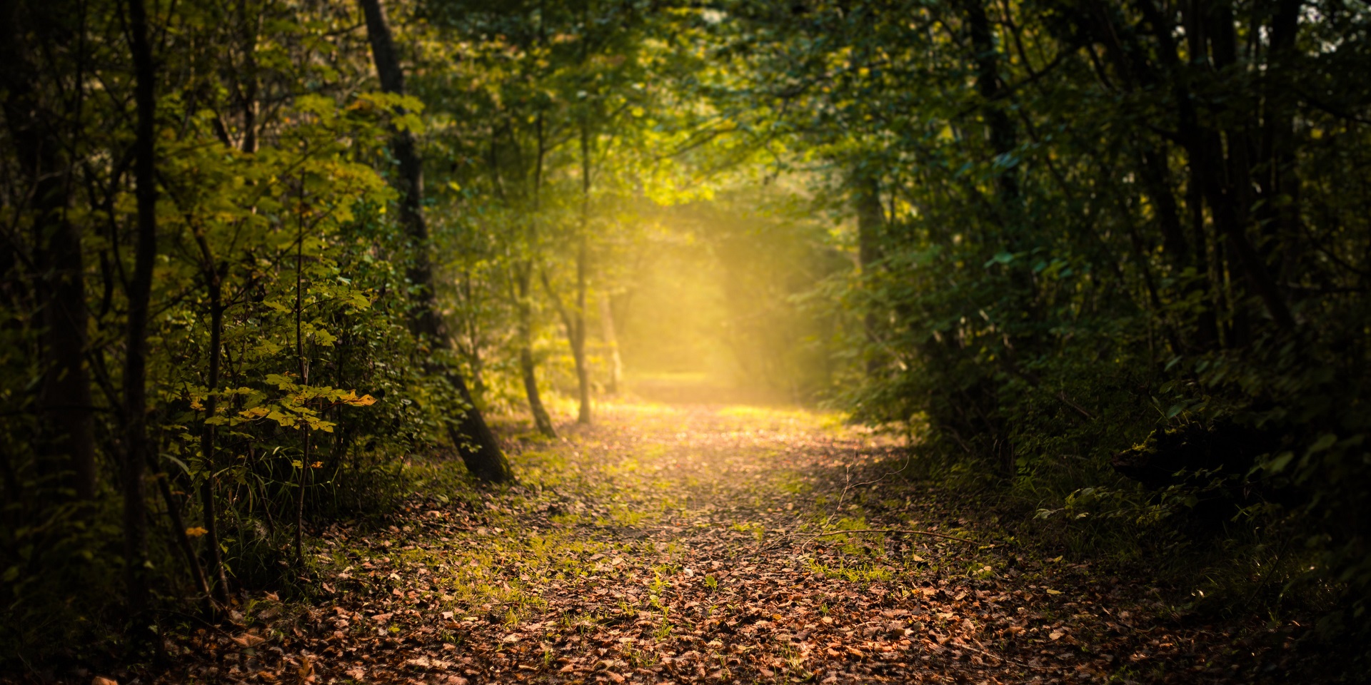 autumn-leaves-covering-a-country-lane