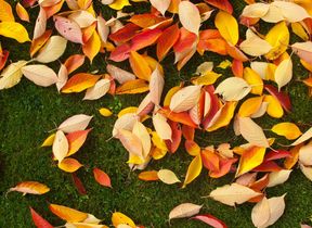 autumn-leaves-on-green-grass