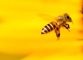 bee-gathering-pollen-from-a-yellow-flower