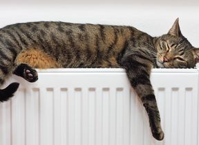 cat-lying-on-a-radiator