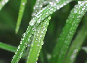 close-up-of-rain-drops-on-plant-leaf