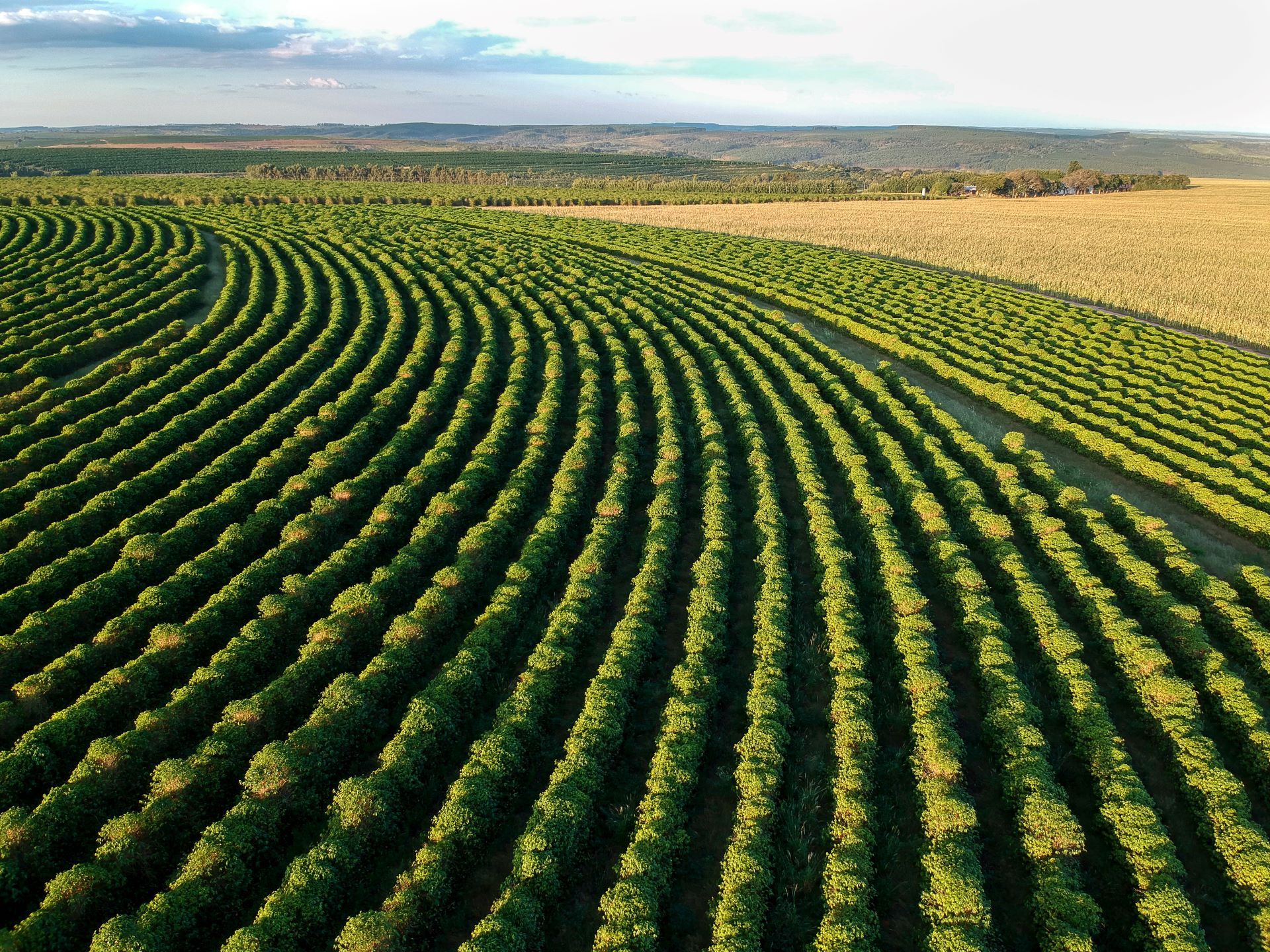 coffee-field-brazil