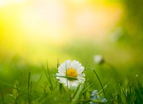 daisy-amongst-grass-in-a-sunny-field