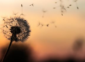 dandelion-clock-blowing-in-the-wind-photo-dawid-zawila