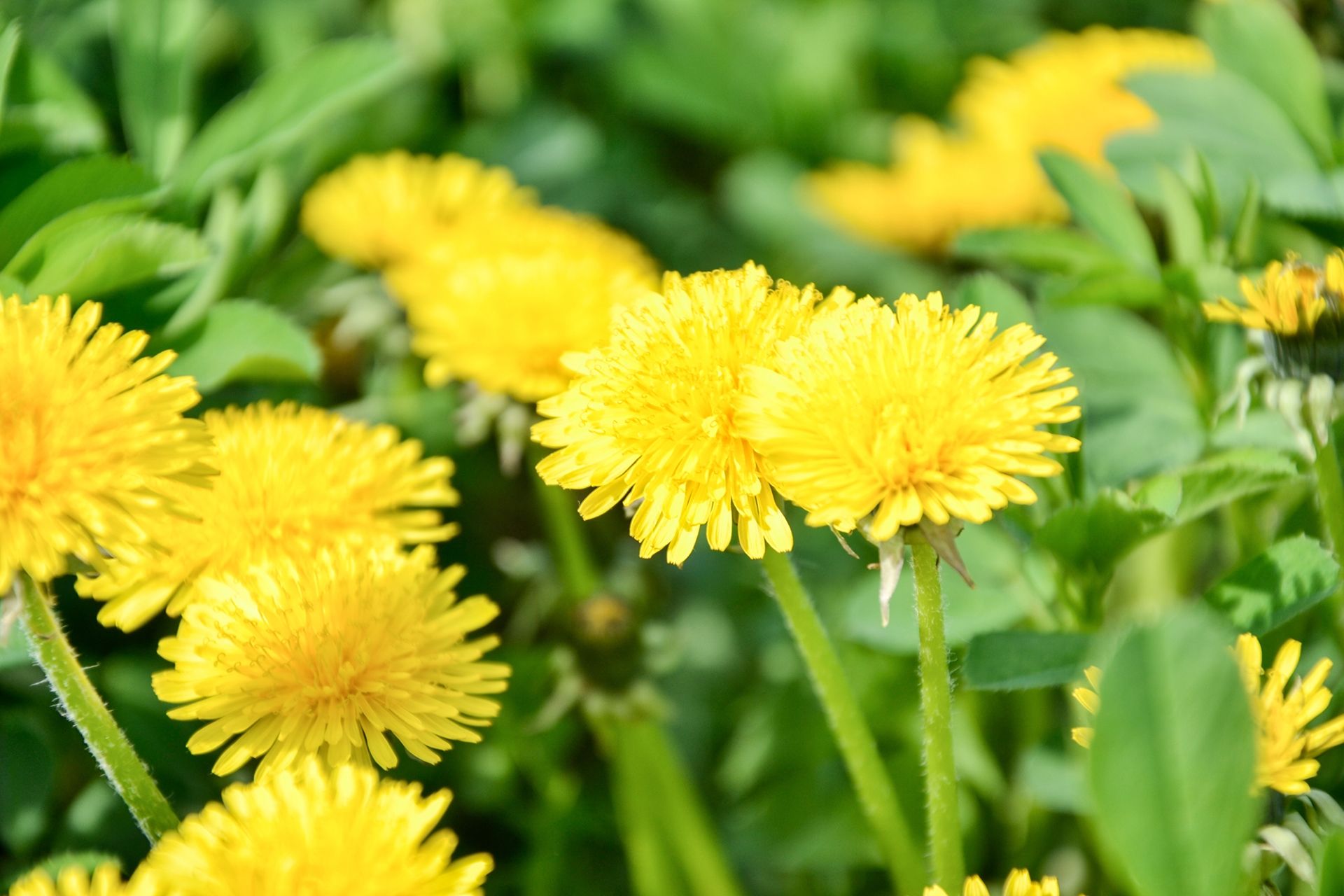 dandelions