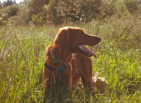 dog-standing-in-a-sunny-field