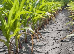 drought-cornfield
