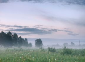 foggy-morning-in-a-meadow