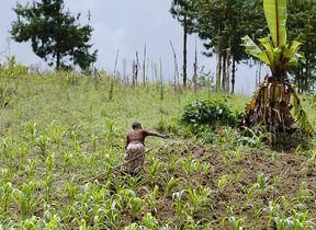 framing-fields-in-tanzania