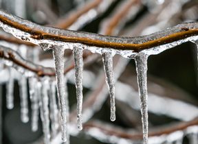 freezing-rain-on-a-branch