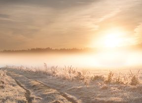 frost-covering-a-sunny-field