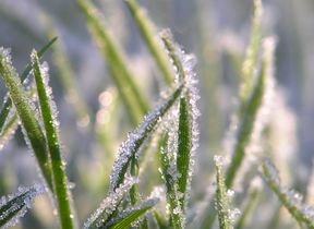 frost-on-grass
