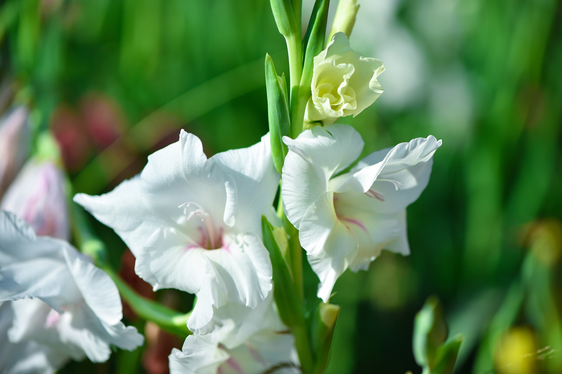 gladioli