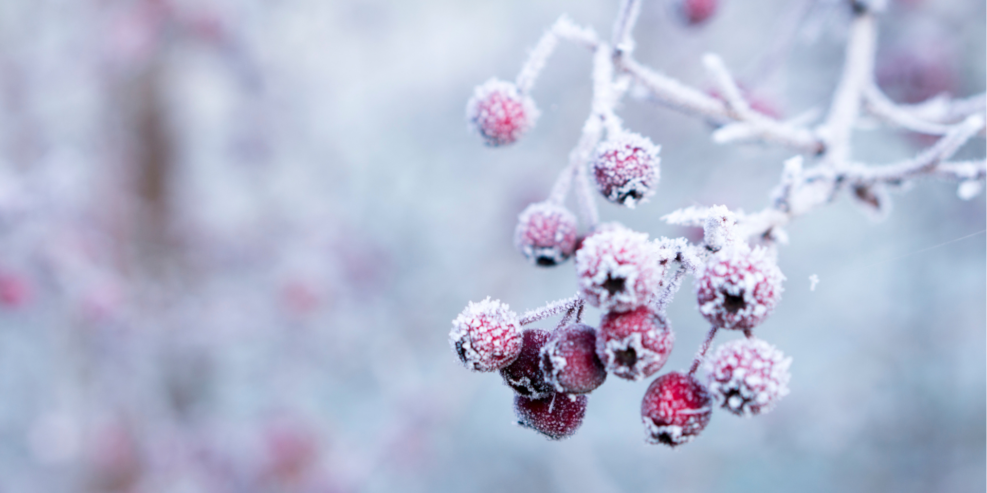 hawthorn-berries-frost