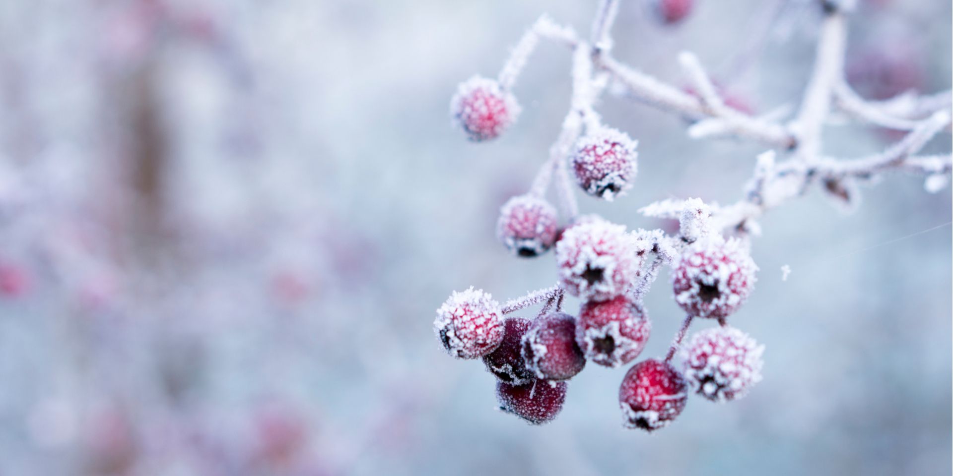hawthorn-berries-frost