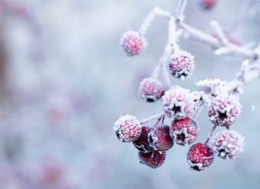 hawthorn-berries-in-a-frost.-photo-galina-n