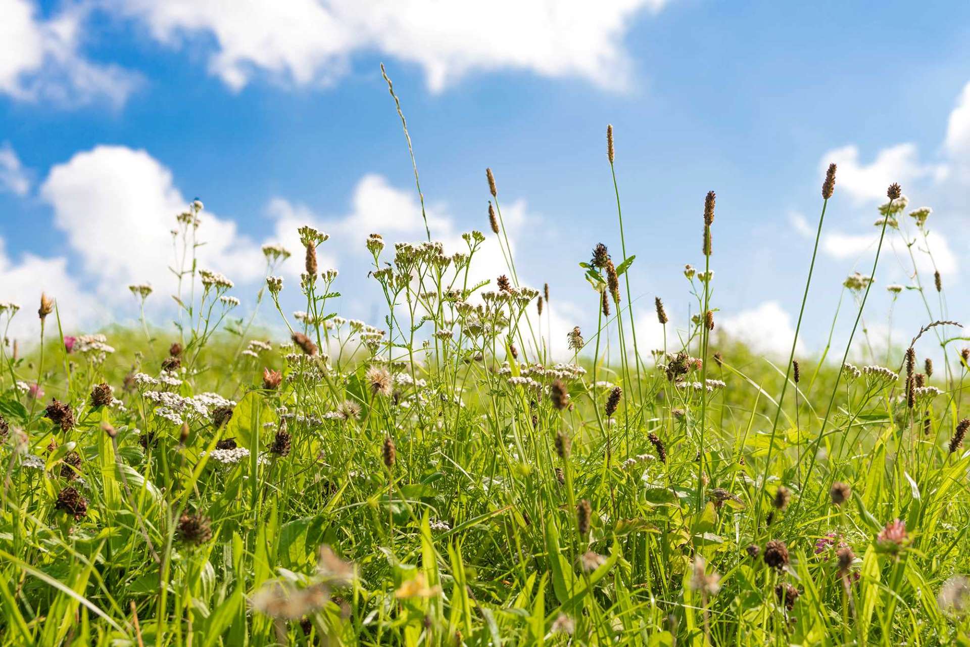 hayfever-pollen-meadow