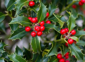 holly-berries