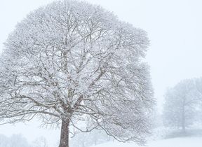 large-tree-covered-in-snow
