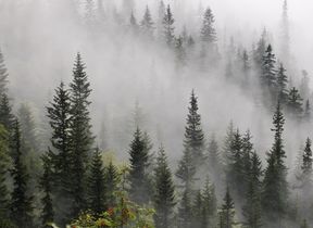 mist-and-fog-among-trees