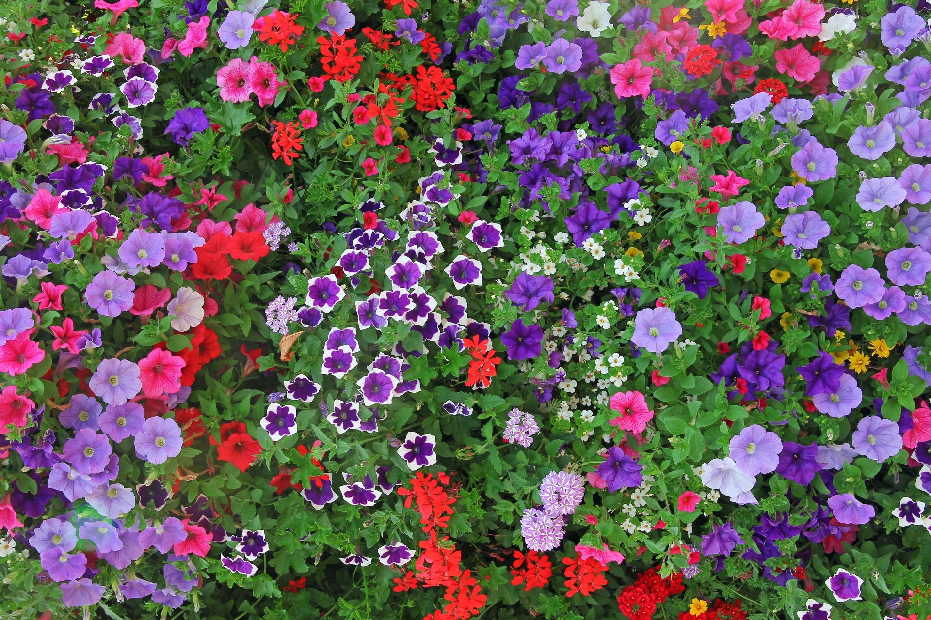 petunias-and-geranium-shutterstock_257675305