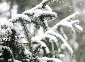 pine-tree-covered-in-snow