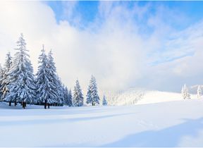 pine-trees-covered-in-snow