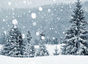 pine-trees-in-christmas-snow
