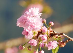 pink-blossom-on-a-branch