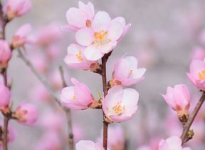 pink-blossom-on-a-tree