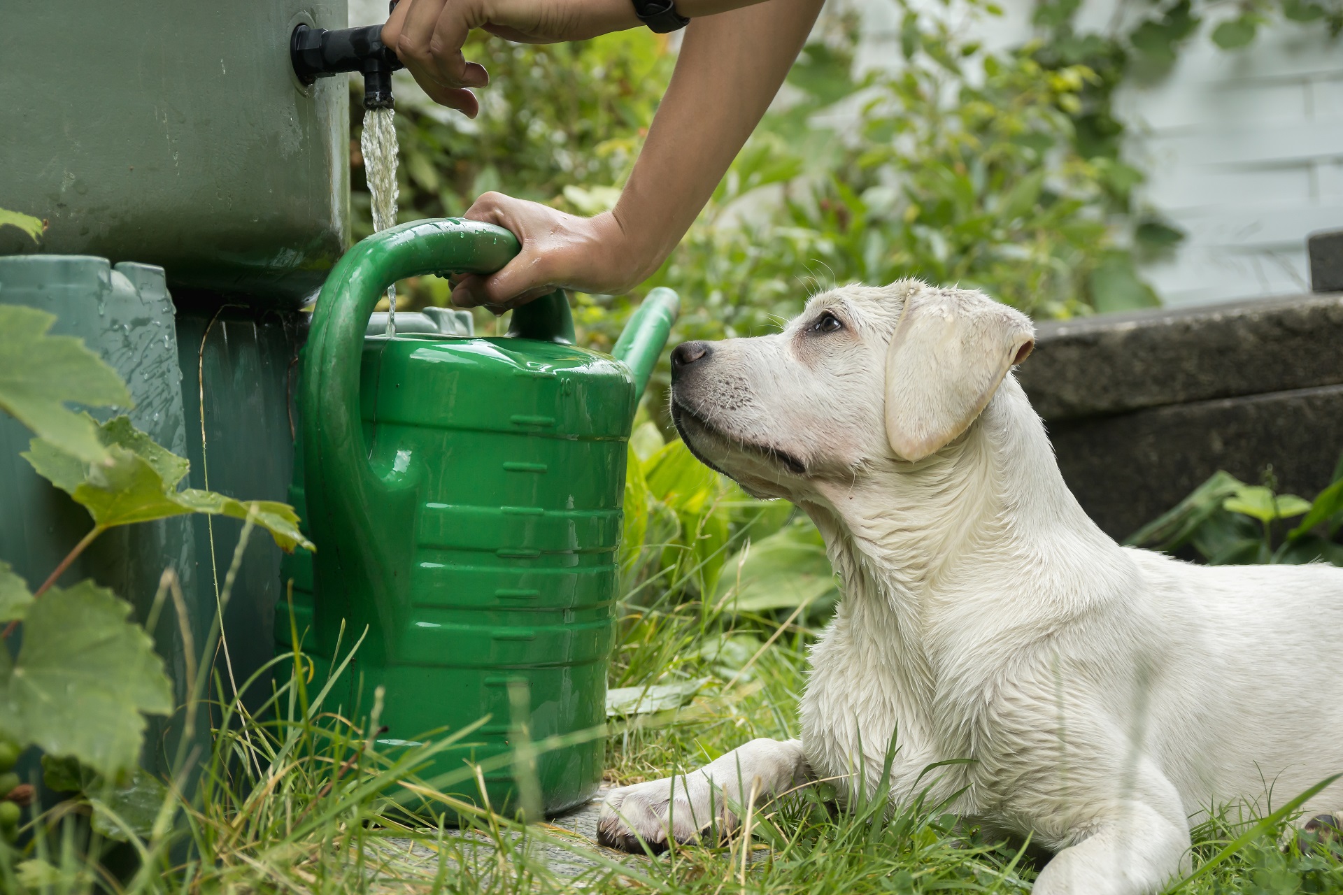 puppy-with-watering-can-shutterstock_479782948