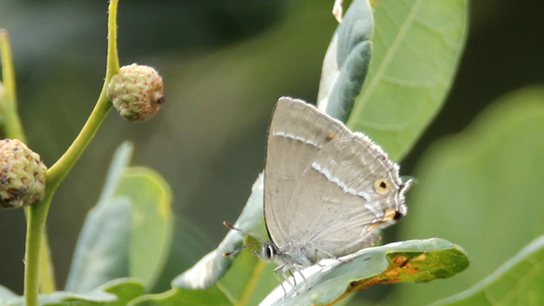 purple-hairstreak-at-the-met-office-2023