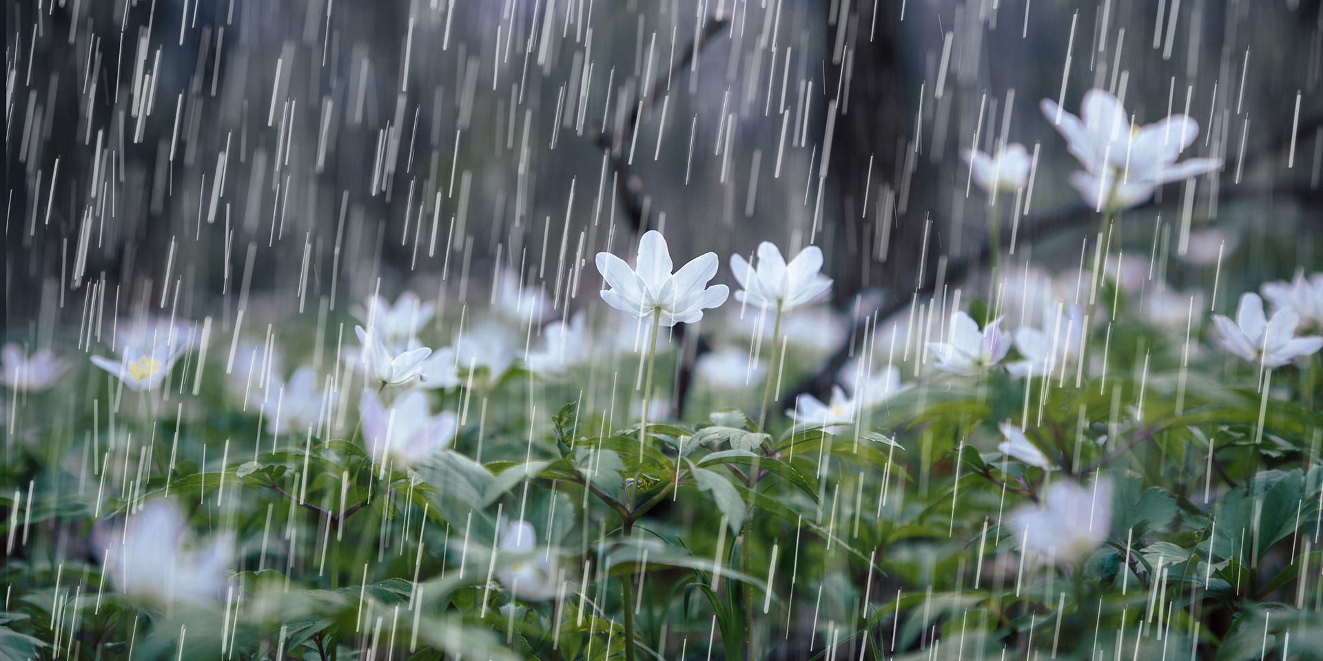 rain-falling-on-spring-showers