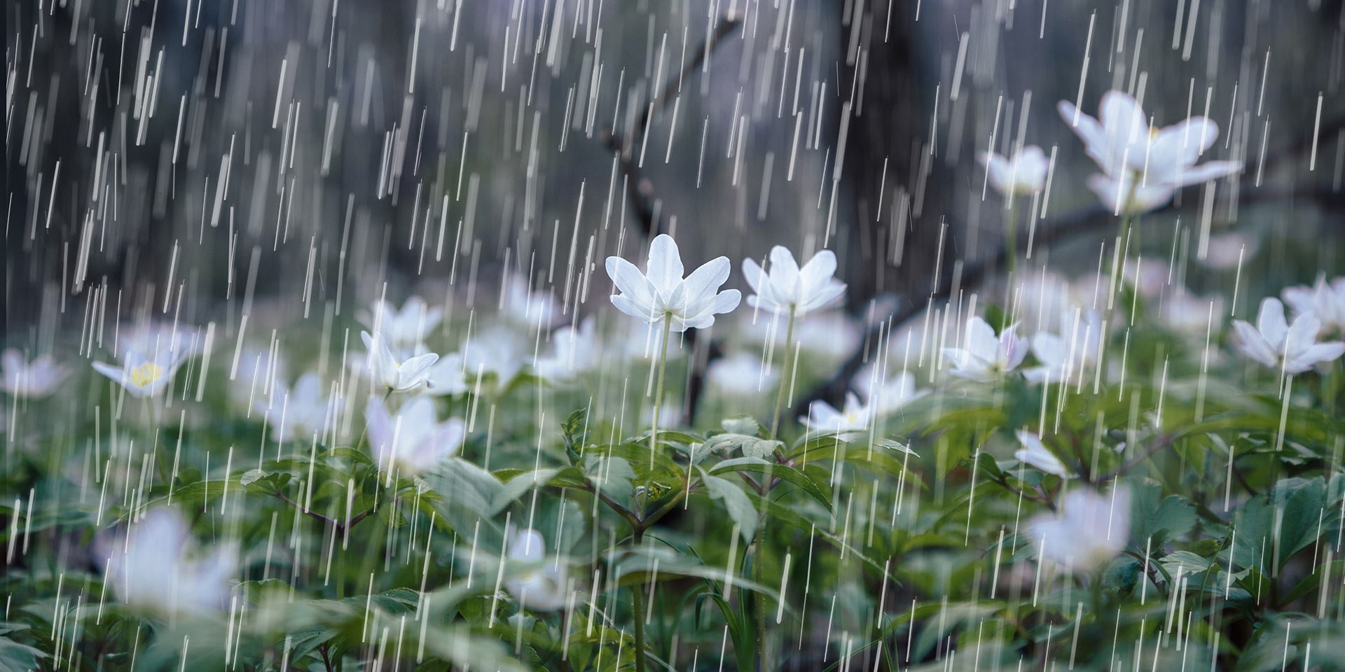 rain-falling-on-spring-showers