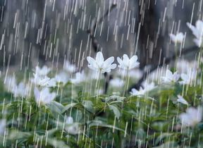 rain-falling-on-spring-showers