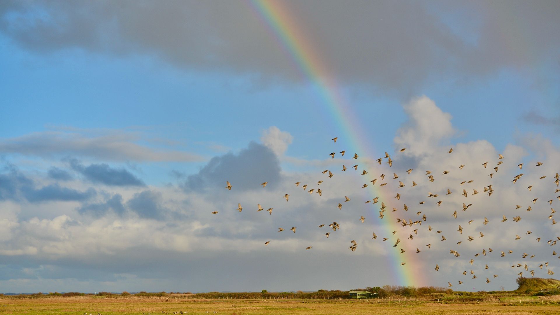 rainbow-over-marshland-and-flock-of-birds--possibly-liverpool