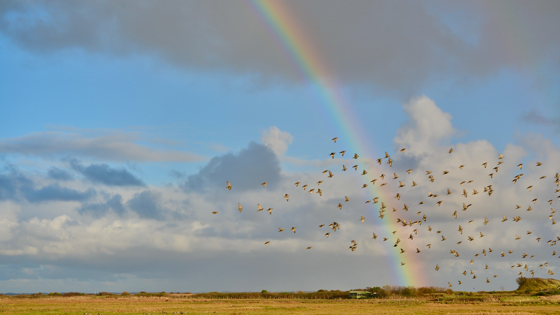 rainbow-over-marshland-and-flock-of-birds--possibly-liverpool