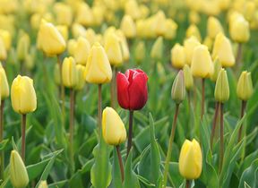 red-and-yellow-tulips