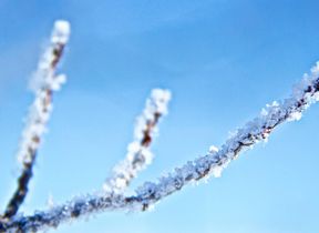 snow-and-frost-on-a-branch