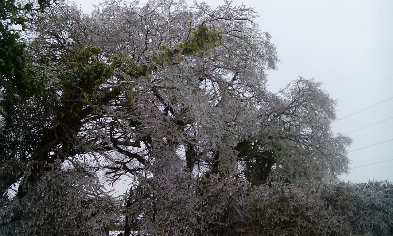 snow-covered-tree