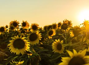 sunflowers-in-the-evening-sunshine