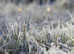 sunlight-reflect-on-frost-covered-grass