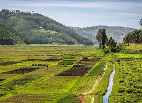 tea-plantation-in-rwanda