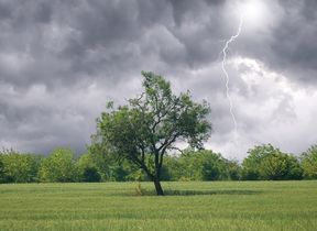 tree-in-a-field-and-stormy-skies-with-lightning-strike