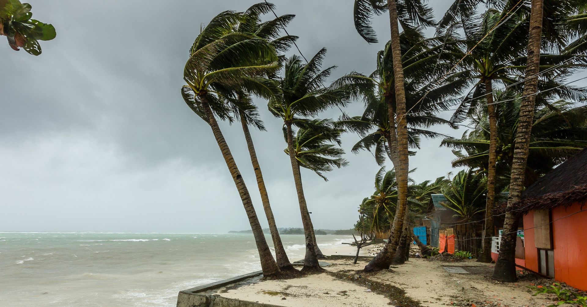 typhoon-hayan-palm-trees