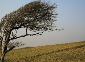 wind-blowing-a-tree