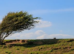wind-blown-tree