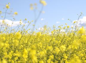 yellow-flowers-in-a-sunny-field-photo-jeremy-bishop